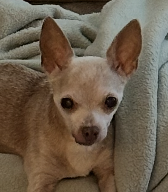 Marilyn the chihuahua